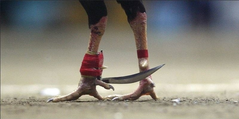 Đá Gà Cựa Dao: Tranh Tài Kịch Tính - Cá Cược Cực Đỉnh 2 Đôi nét thông tin giới thiệu về đá gà cựa dao là gì?