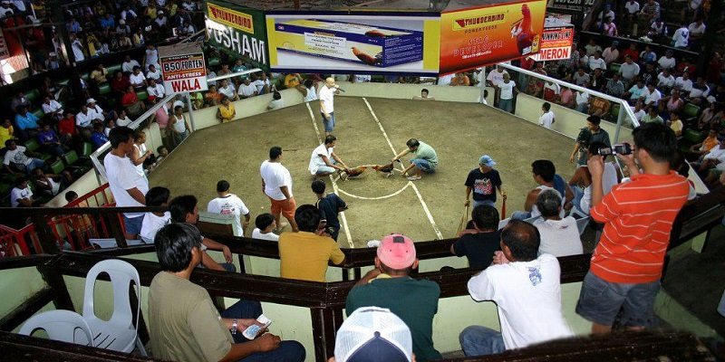 Đá Gà Thomo: Thánh Địa Cá Cược Đá Gà Không Nên Bỏ Lỡ 2 Khái quát thông tin về đá gà Thomo là gì?