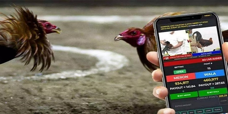 Đá Gà Cựa Dao: Tranh Tài Kịch Tính - Cá Cược Cực Đỉnh 4 Một vài lưu ý quan trọng khi xem trực tiếp đá gà cựa dao