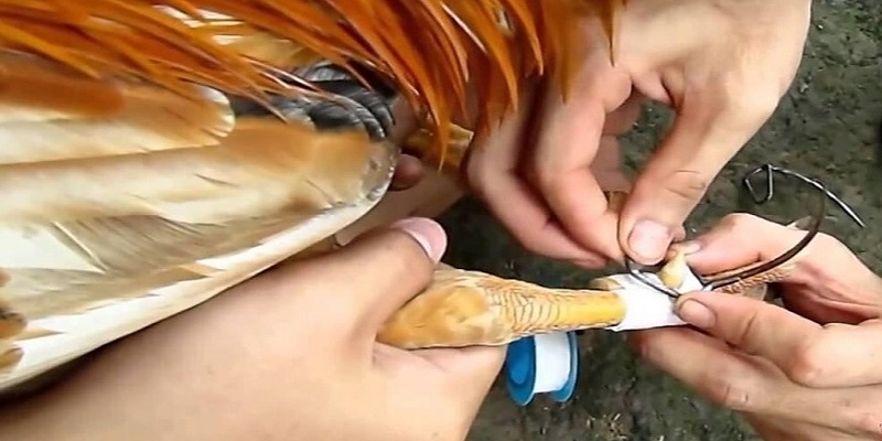 Theo Dõi Đá Gà Cựa Sắt Trực Tiếp Hôm Nay Chất Lượng Đỉnh Cao 3 Thi đấu cựa tròn trong đá gà cựa sắt