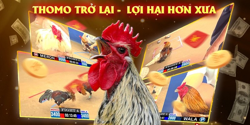 Đá Gà Thomo: Thánh Địa Cá Cược Đá Gà Không Nên Bỏ Lỡ 3 Khám phá các ưu thế nổi bật của đá gà thomo